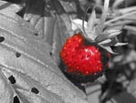 Fraise